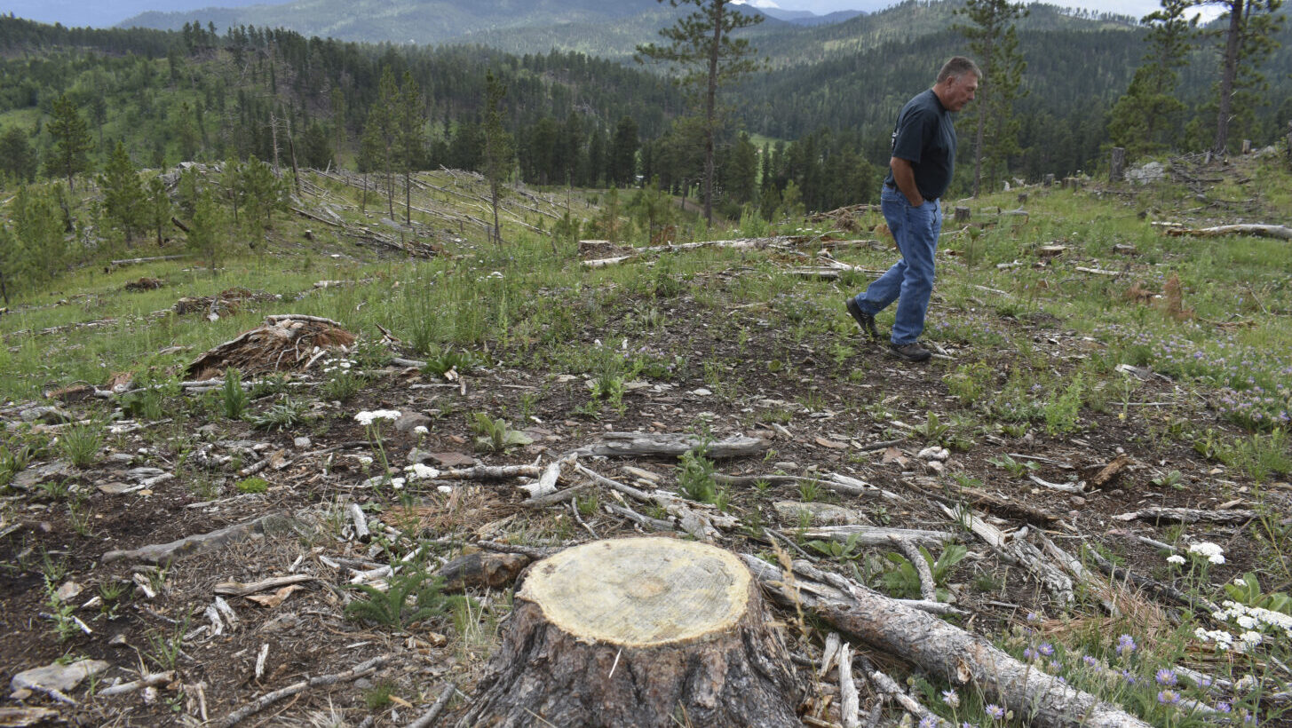 Blaine Cook, a retired U.S. Forest Service forest management scientist, walks through a logging sit...