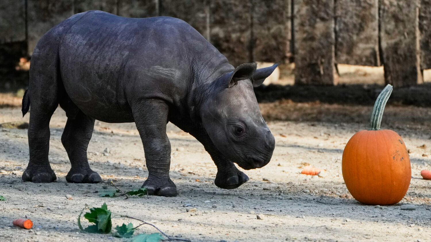 rhino様 TG31 Rhinox | Fall of Cybertron Transformers Figure | TFSource