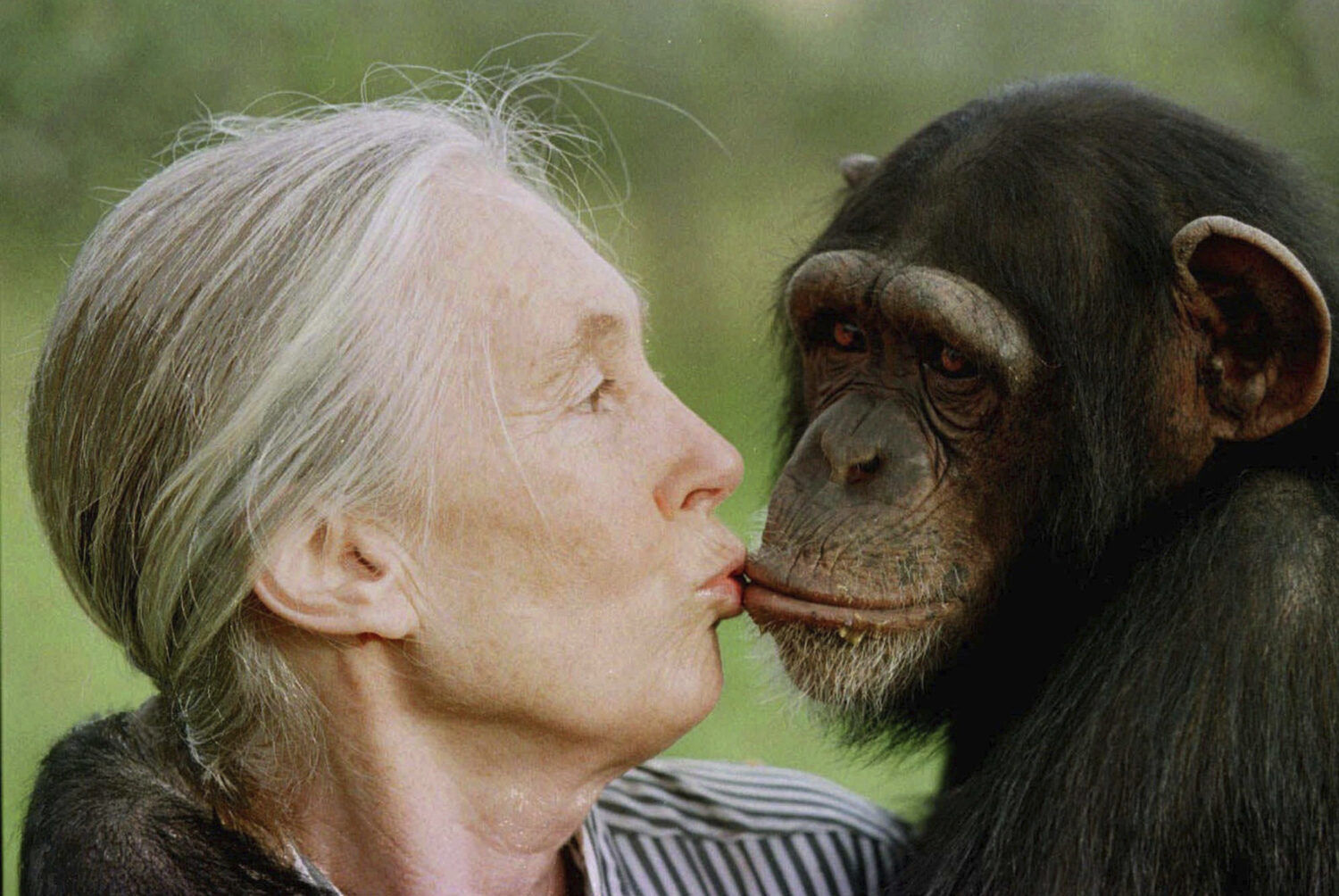 FILE - Jane Goodall kisses Tess, a female chimpanzee, at the Sweetwaters Chimpanzee Sanctuary near ...
