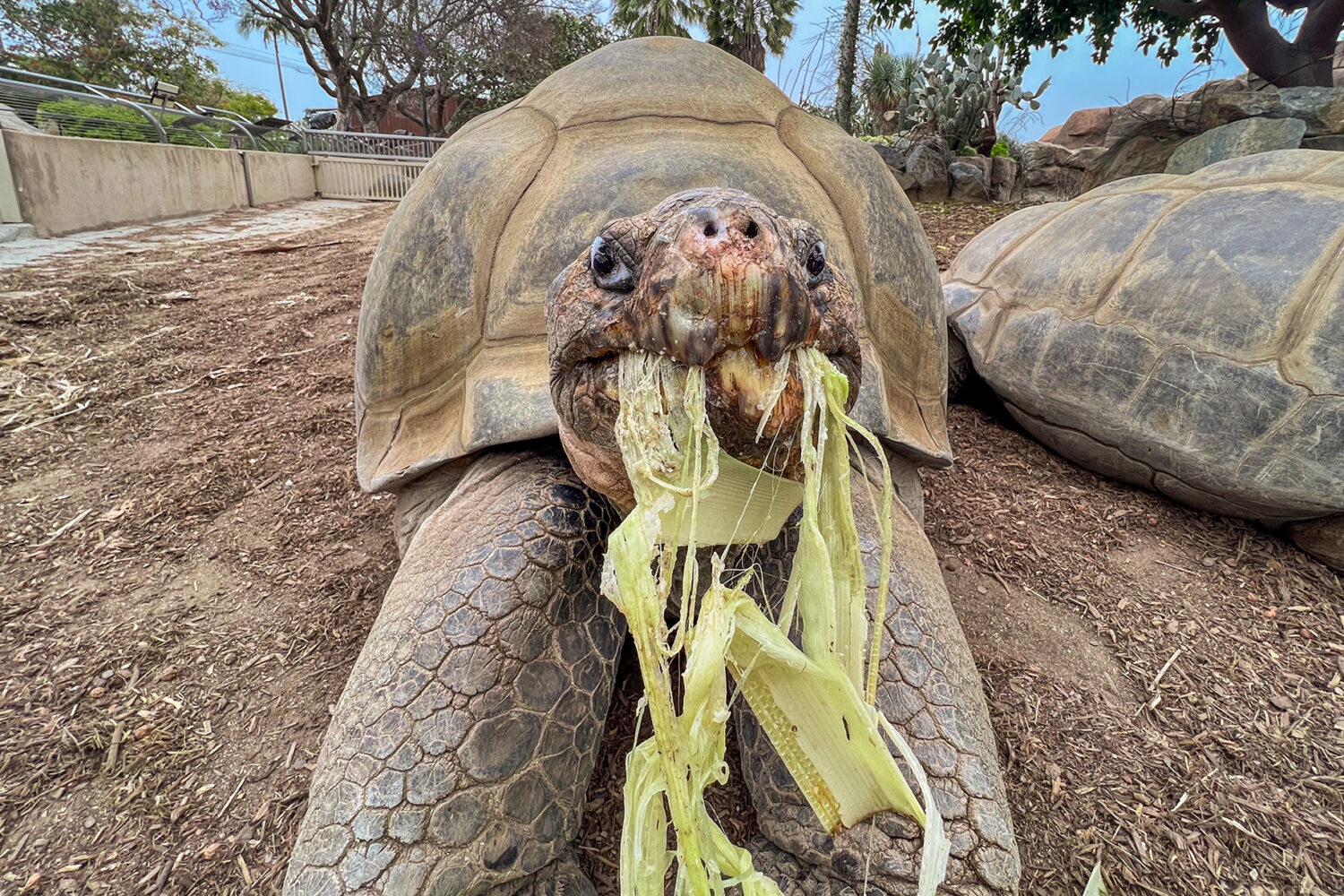 tortoise...
