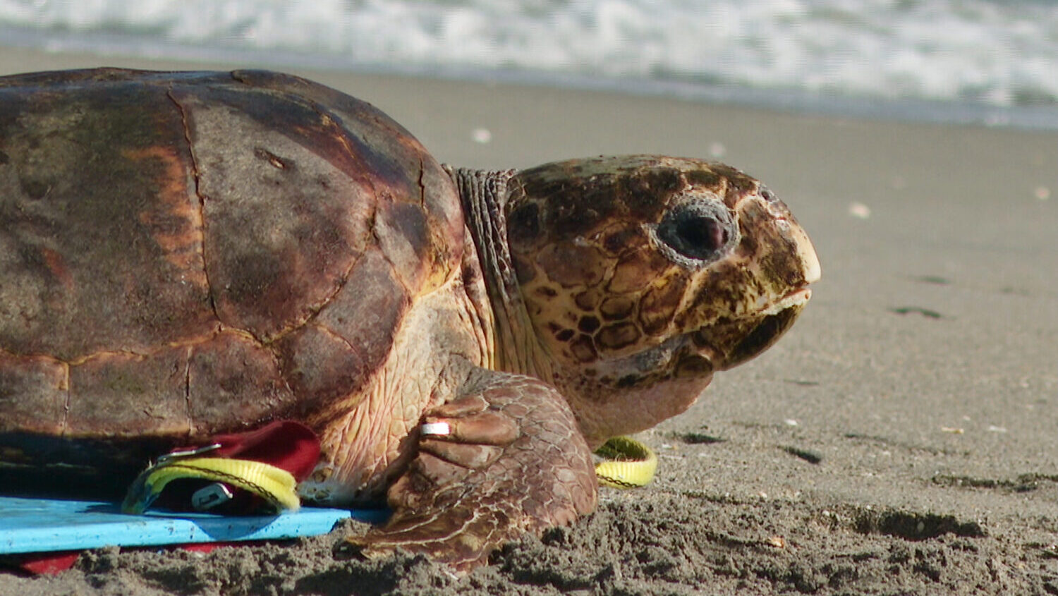 A loggerhead sea turtle named Swim Shady is seen crawling towards the ocean during a release on Mon...