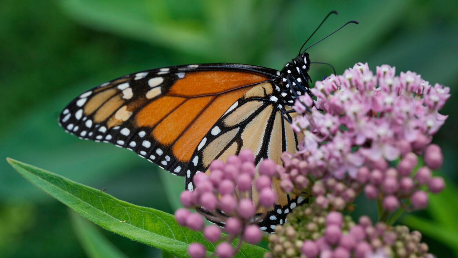 A monarch butterfly feeds on milkweed Tuesday, July 15, 2025, in Chicago....