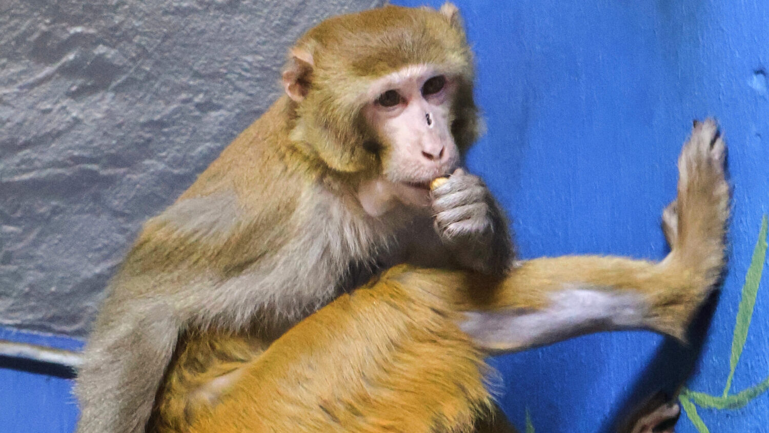 A monkey who spent several days on the lam after escaping from a truck that crashed on a rural Miss...