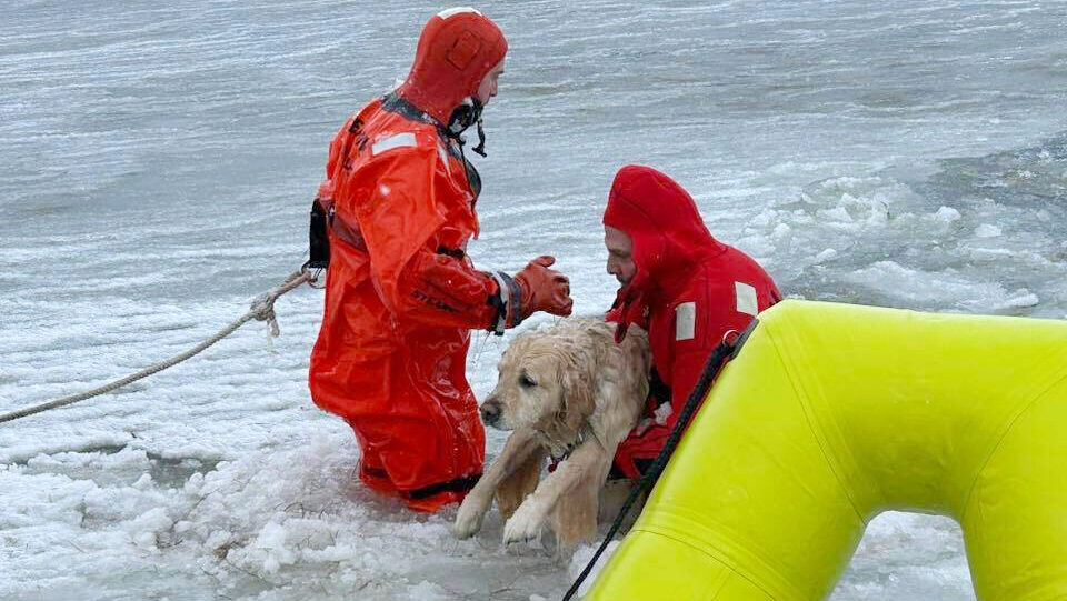 In this photo provided by the Misquamicut Fire Department, Phoenix, a yellow Labrador, is rescued b...