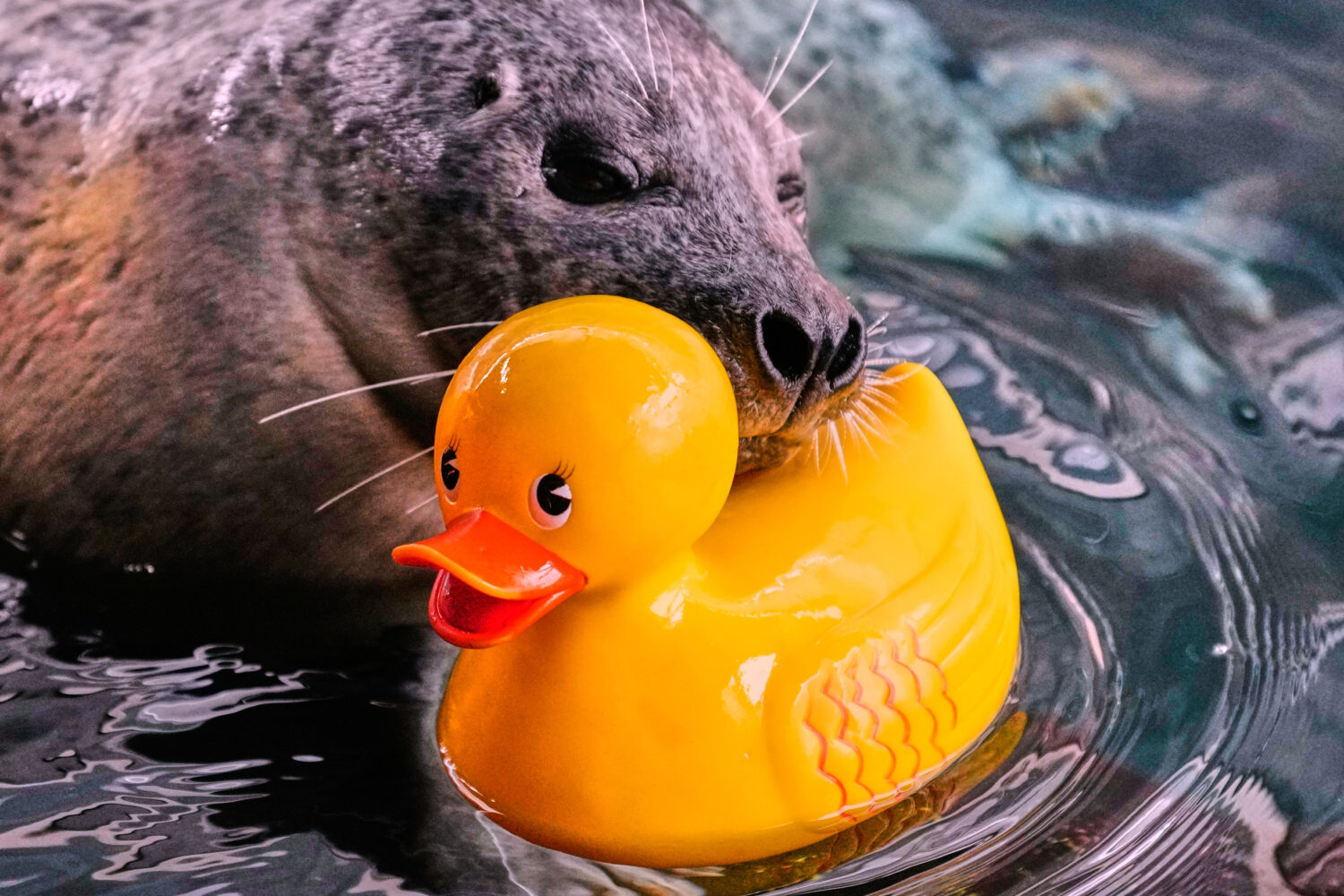 Reggae, a 33-year-old Atlantic Harbor seal, rests his head on a rubber duck during a training sessi...