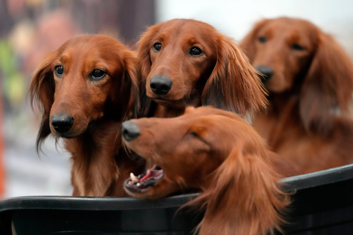 dachshunds...