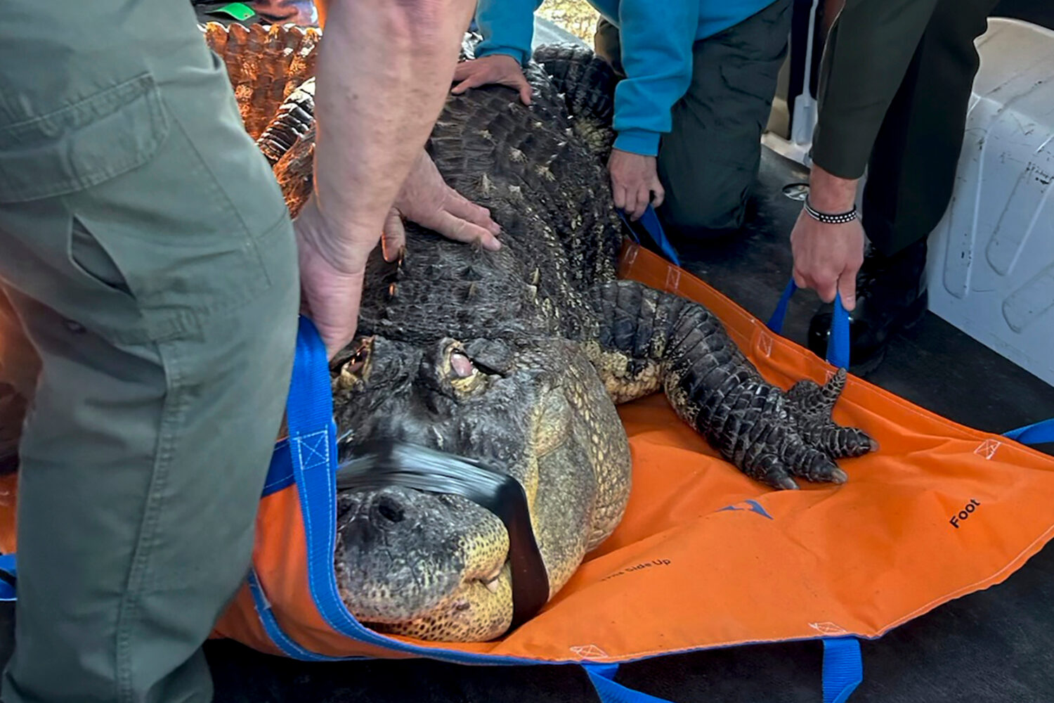 alligator...