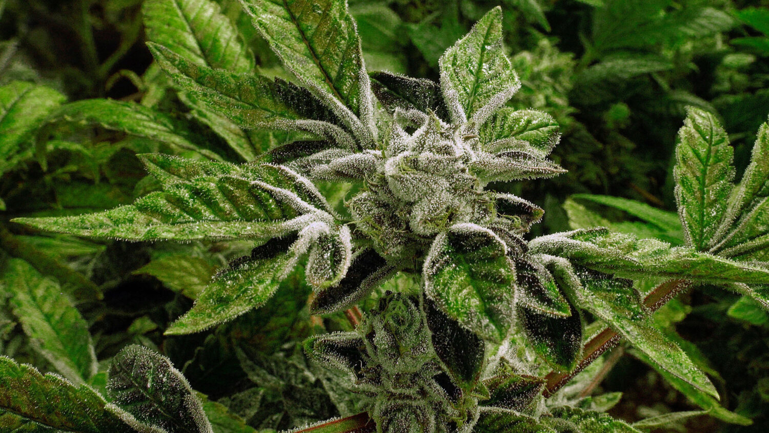 FILE - In this Sept. 15, 2015 file photo, marijuana plants with their buds covered in white crystal...