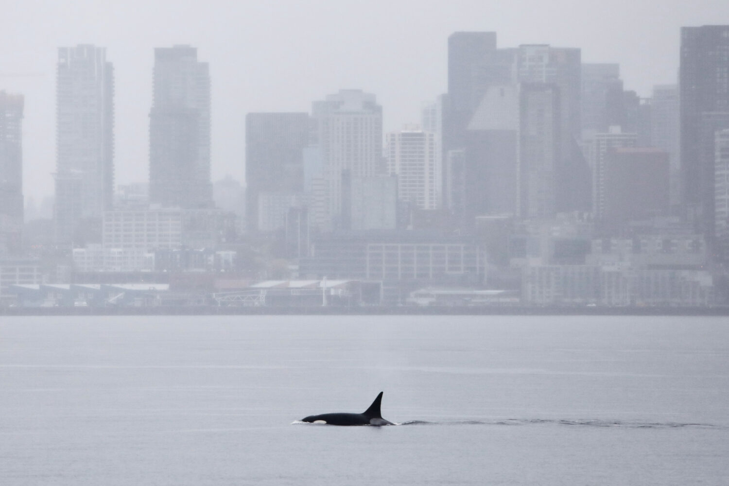 A killer whale swims in Elliott Bay in front of the downtown Seattle skyline on Wednesday, April 1,...