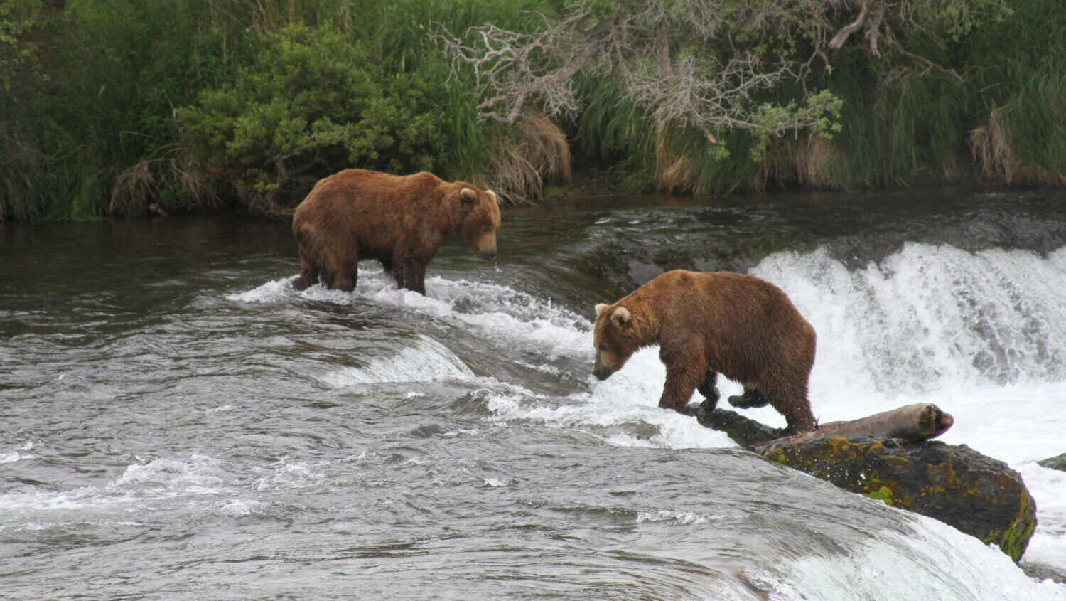 FILE - Two brown bears look for salmon at Brooks Falls in Katmai National Park and Preserve, Alaska...