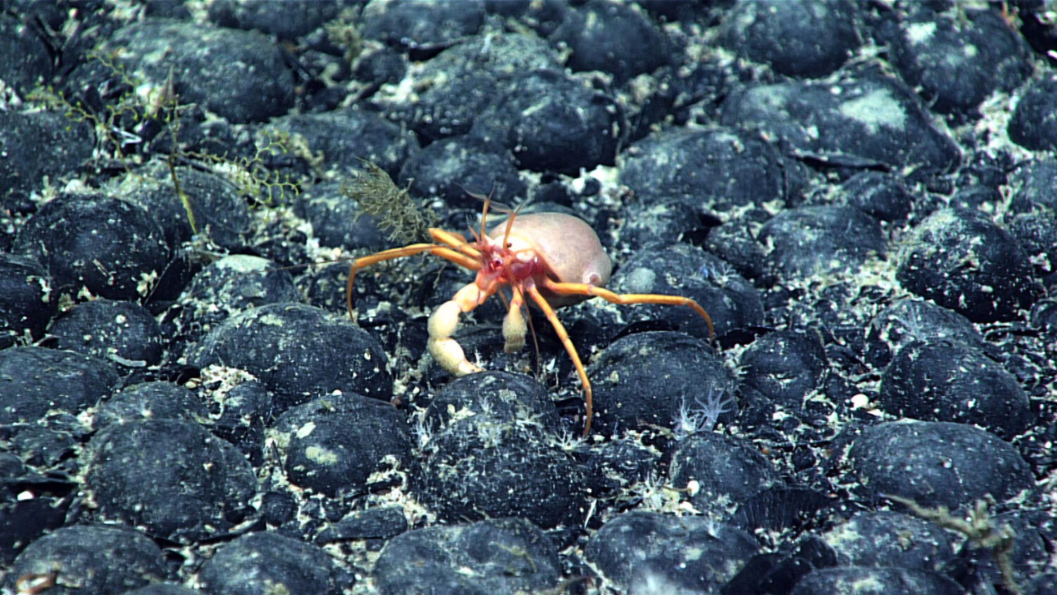 In this photo provided by NOAA, a Parapagurus sp. crab with a coral on its back walks across a fiel...