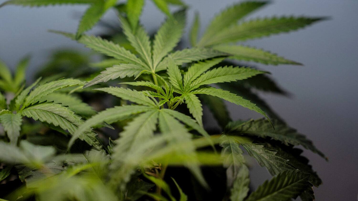 FILE - Marijuana clones are shown for sale at Tropicanna Dispensary and Weed Delivery in Santa Ana,...